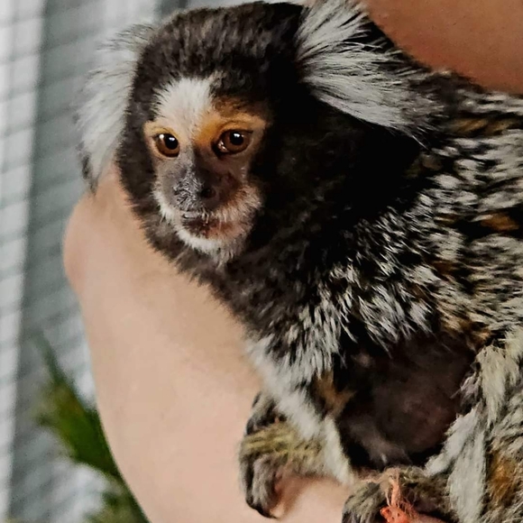 🐒 XL Black Crewneck Lemur Sweatshirt🧥 - Picture 5 of 16